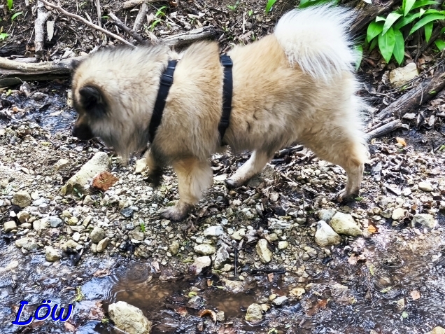 11.4.2025 - Nur keine nassen Pfoten